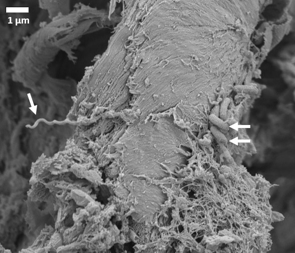 bacteria on woodchip Catherine Paul